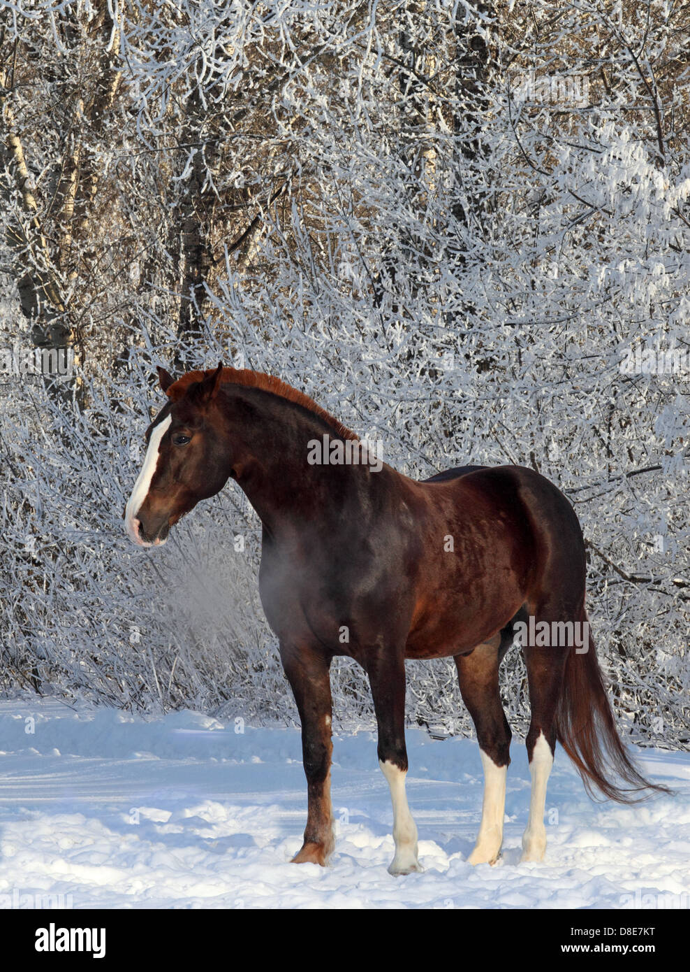 Brown Horse In A Snow Woods Landscape Stock Photo Alamy