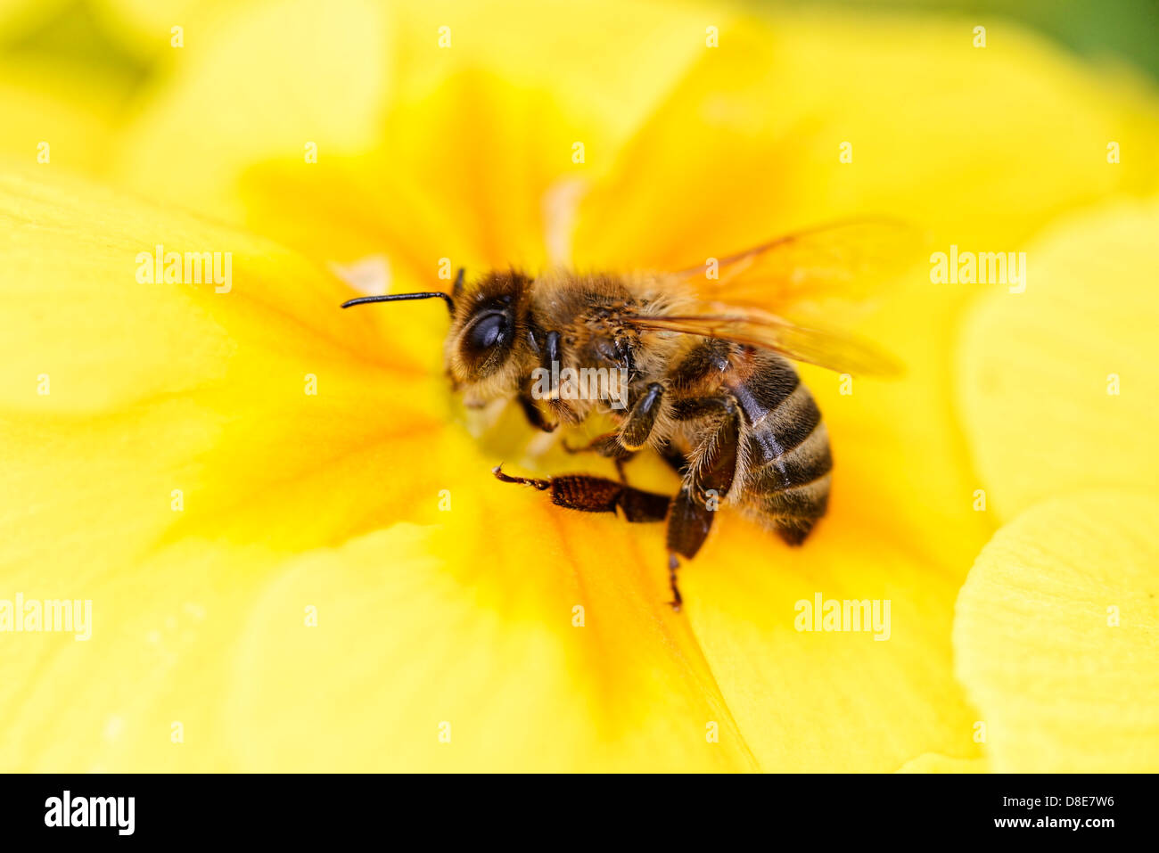 Honey bees on blossoms hi-res stock photography and images - Alamy