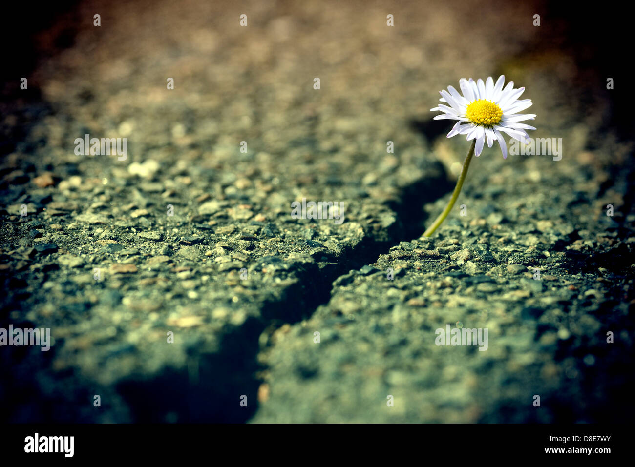 Daisy grows through asphalt Stock Photo Alamy