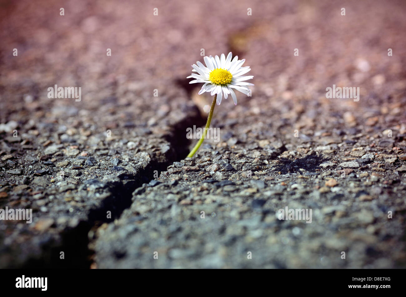 Daisy grows through asphalt Stock Photo