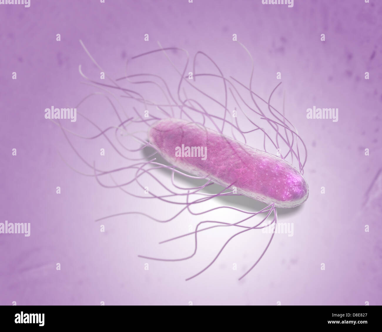 Salmonella bacteria Stock Photo