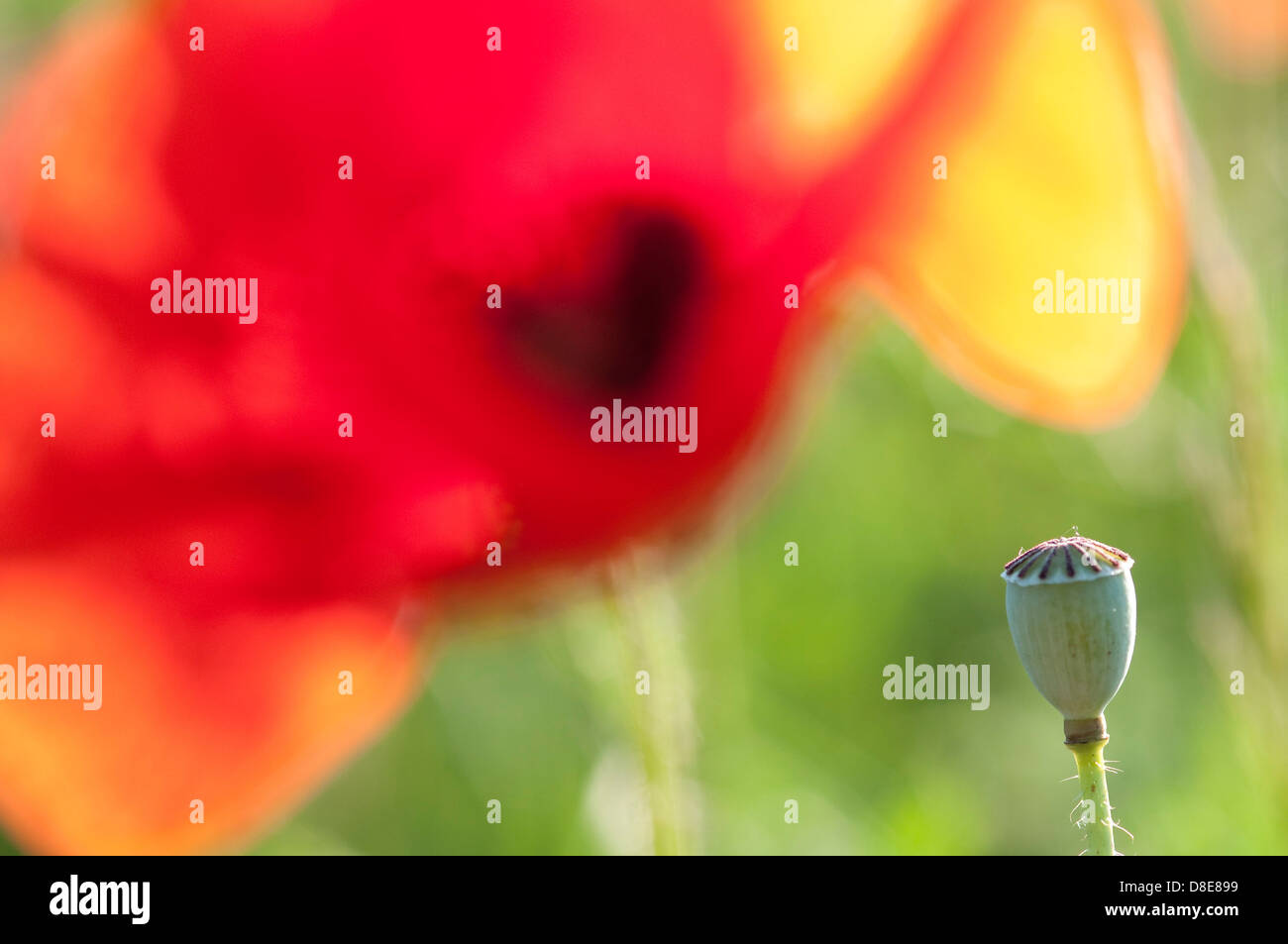 Flowering corn poppy, close-up Stock Photo