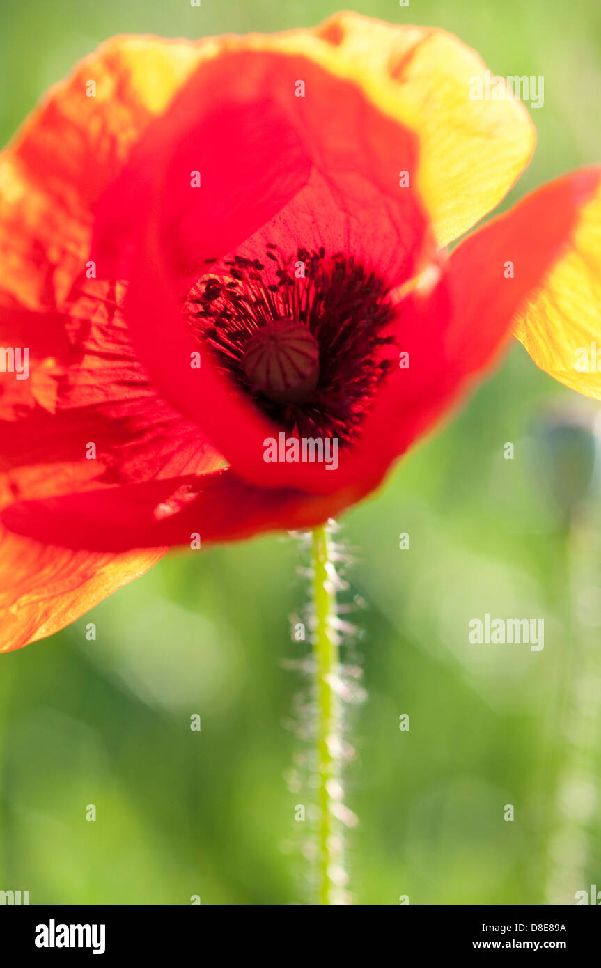 Flowering corn poppy, close-up Stock Photo