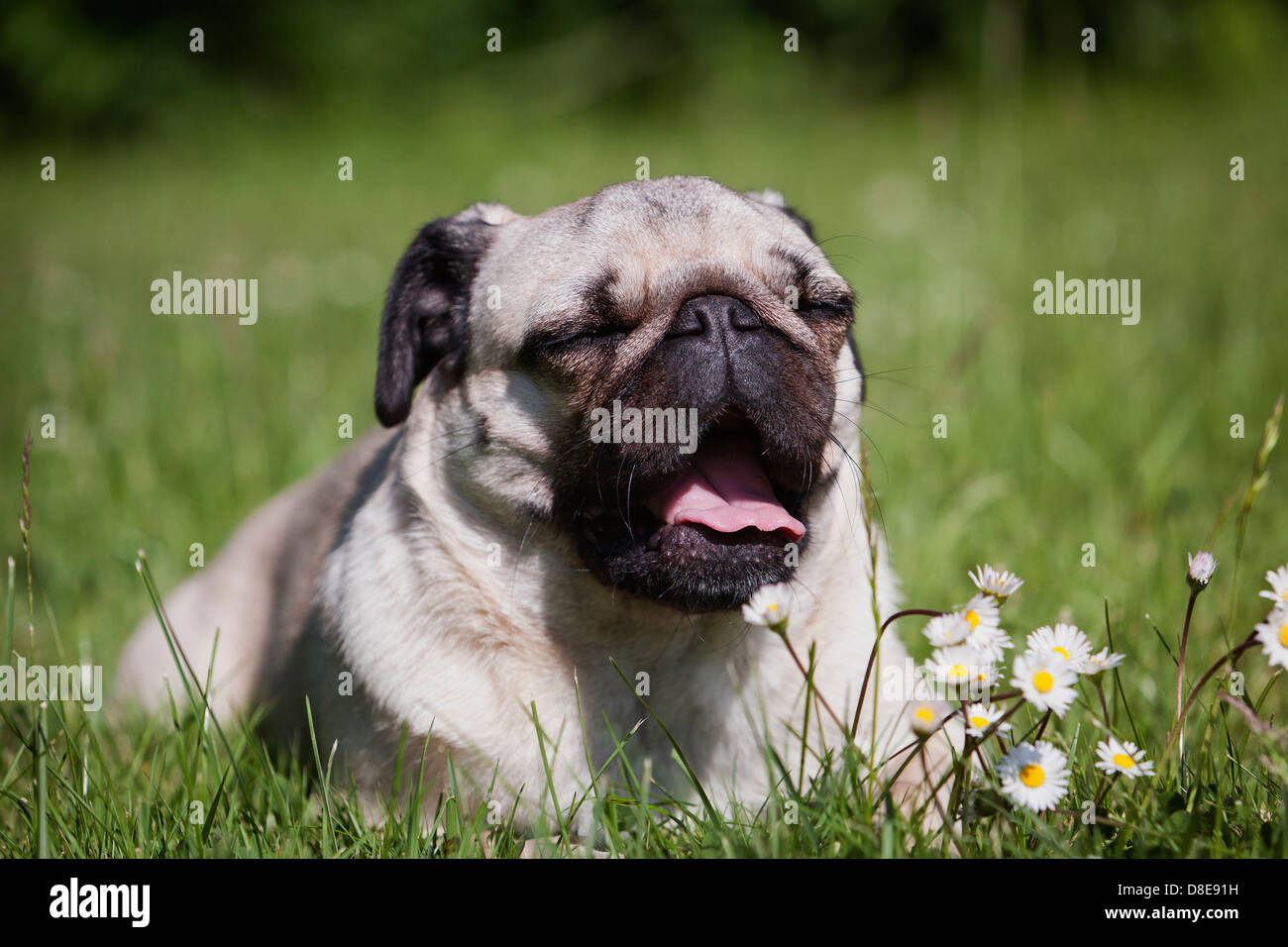 European Pug Female pug dog lying in meadow Stock Photo - Alamy