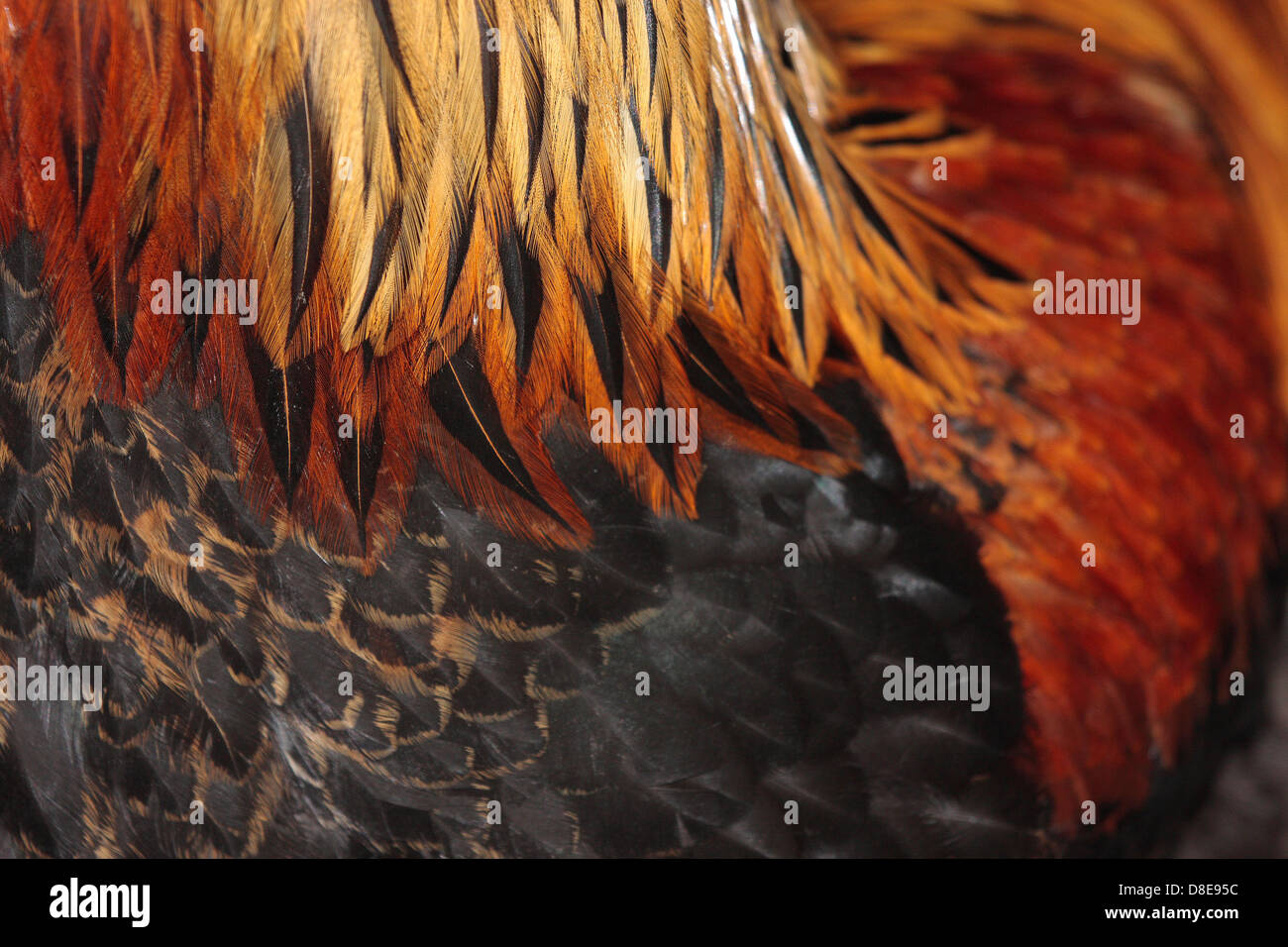 Cockbird hi-res stock photography and images - Alamy