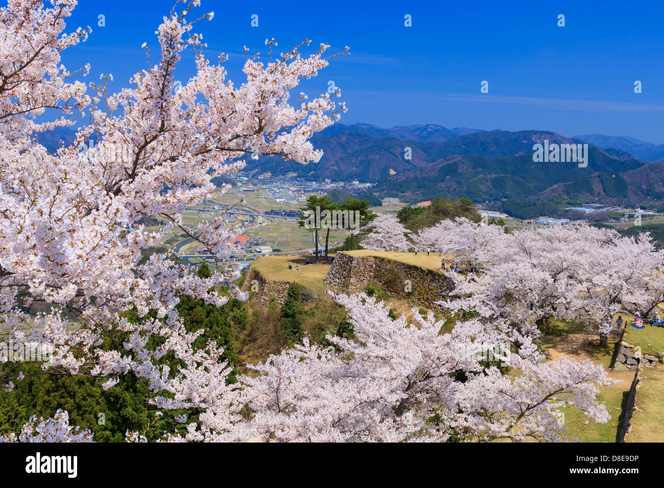 Cherry tree in full bloom and takeda Castle Stock Photo