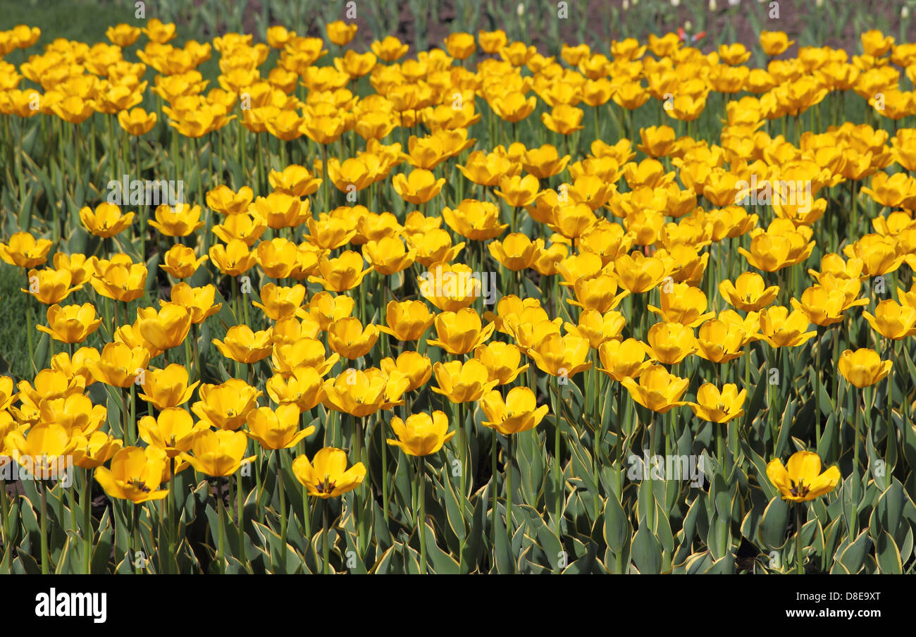 Yellow tulip field Stock Photo - Alamy