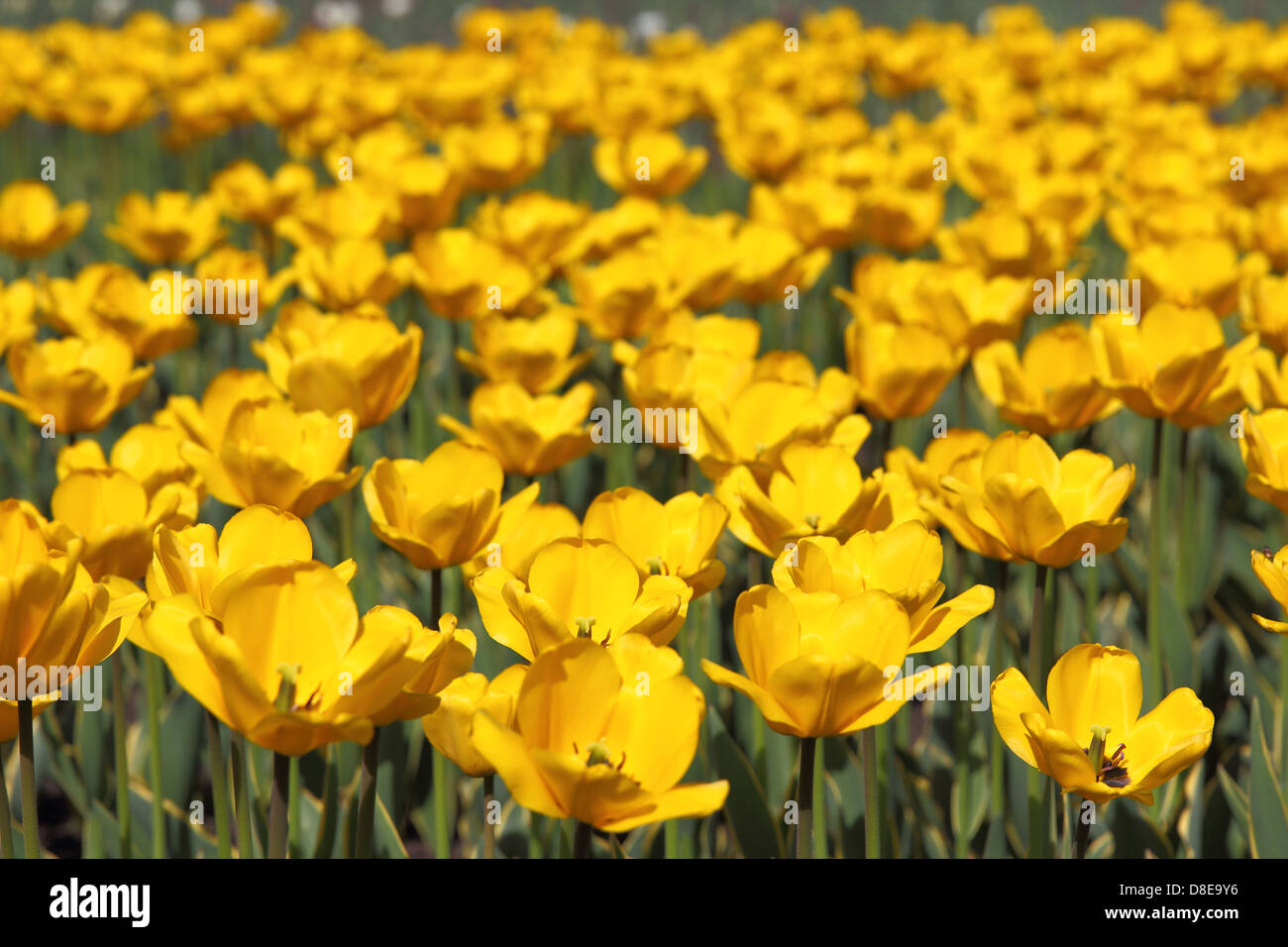 Yellow tulip field Stock Photo - Alamy