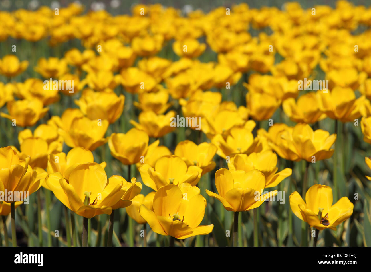 Yellow tulip field Stock Photo - Alamy