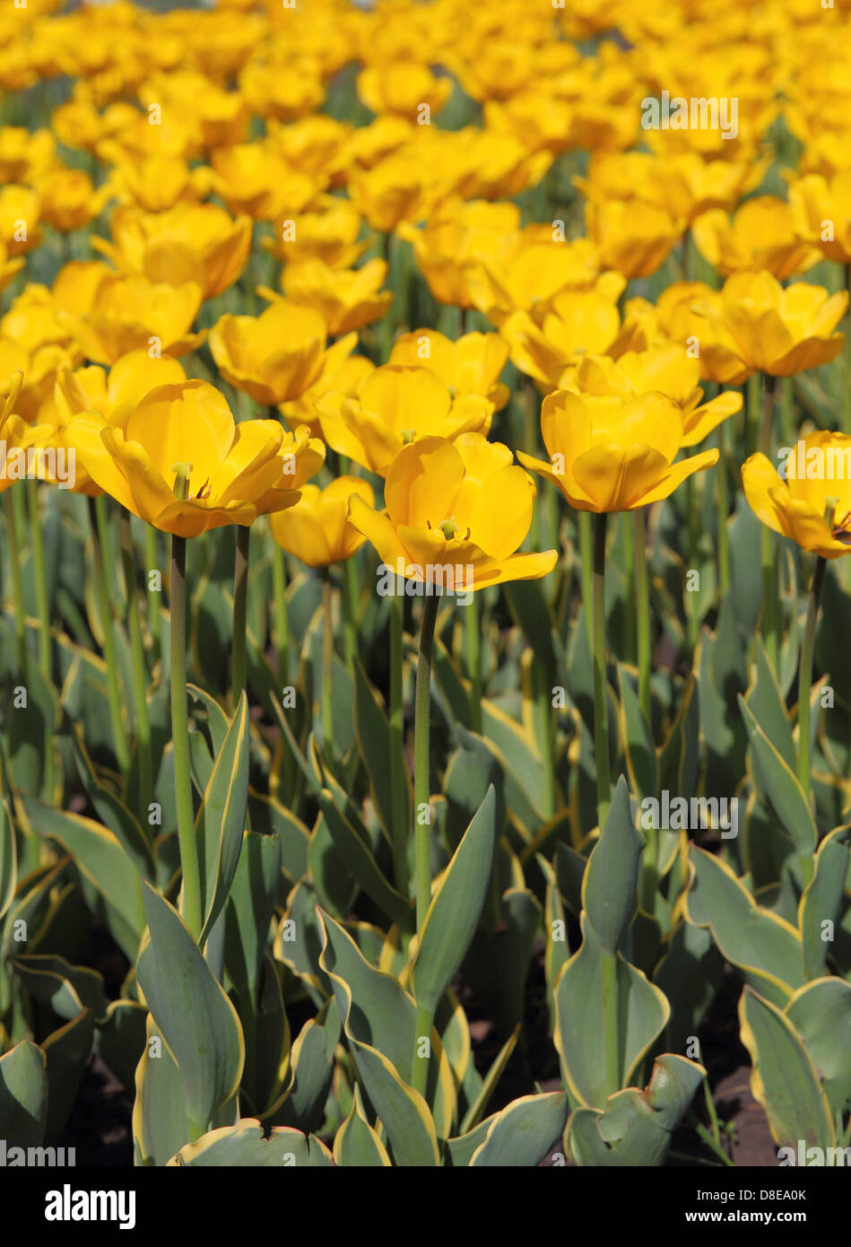 Yellow tulip field Stock Photo - Alamy