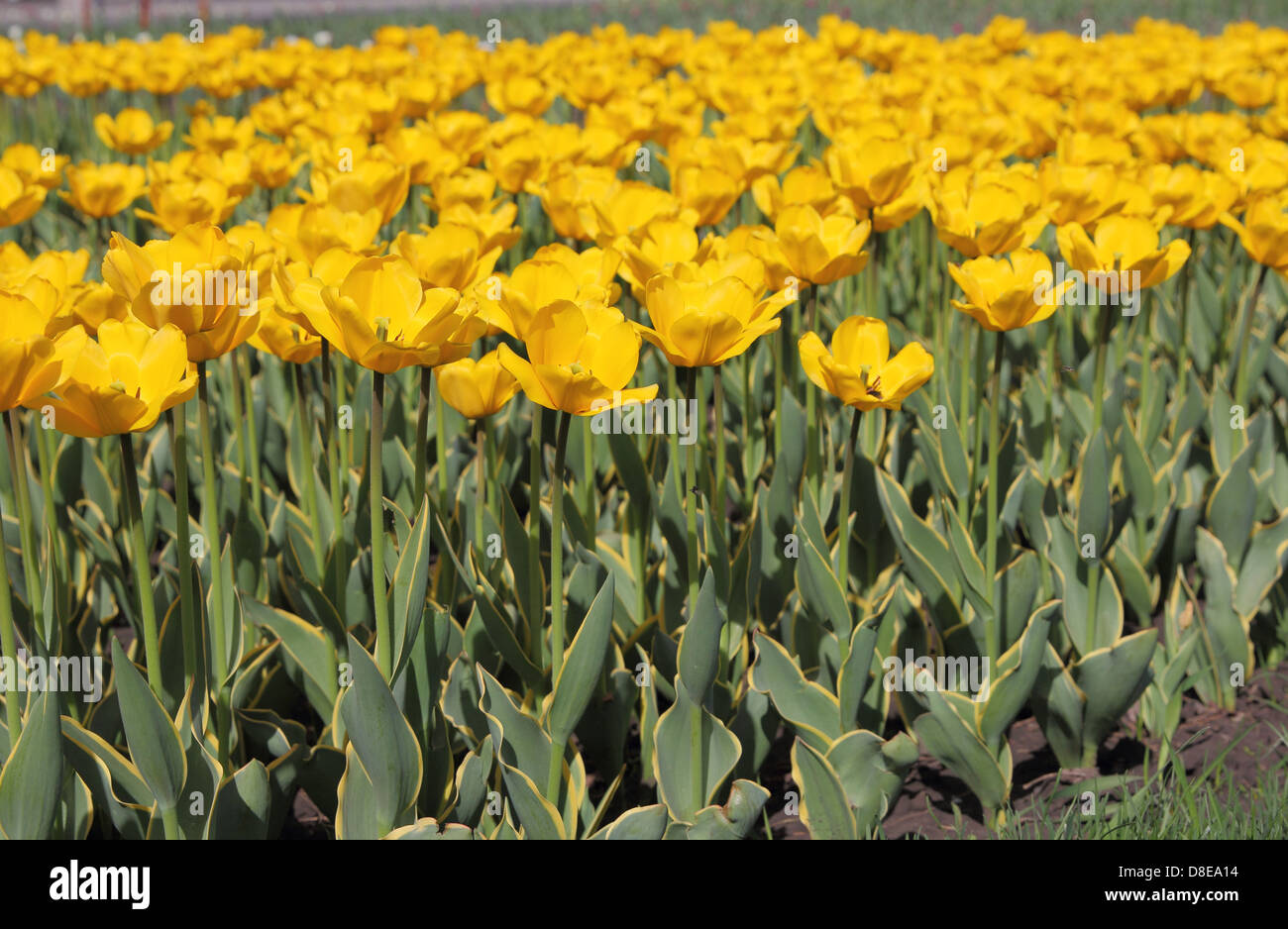 Yellow tulip field Stock Photo - Alamy