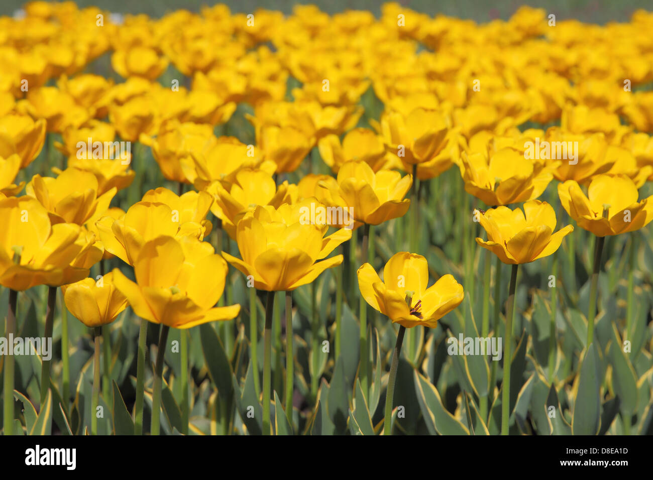 Yellow tulip field Stock Photo - Alamy