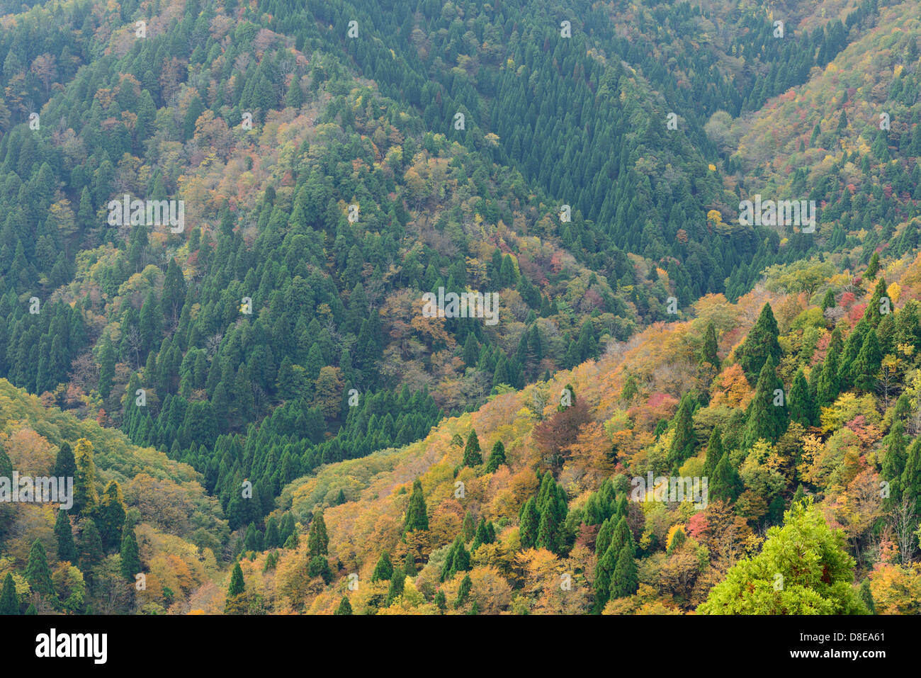 Autumn leaves of a mountain in Kyoto Stock Photo