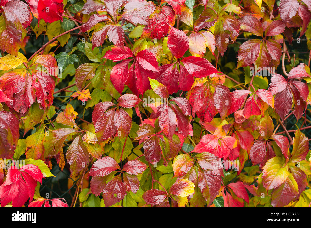Colorful foliage in autumn, Virginia creeper (Parthenocissus quinquefolia) Stock Photo