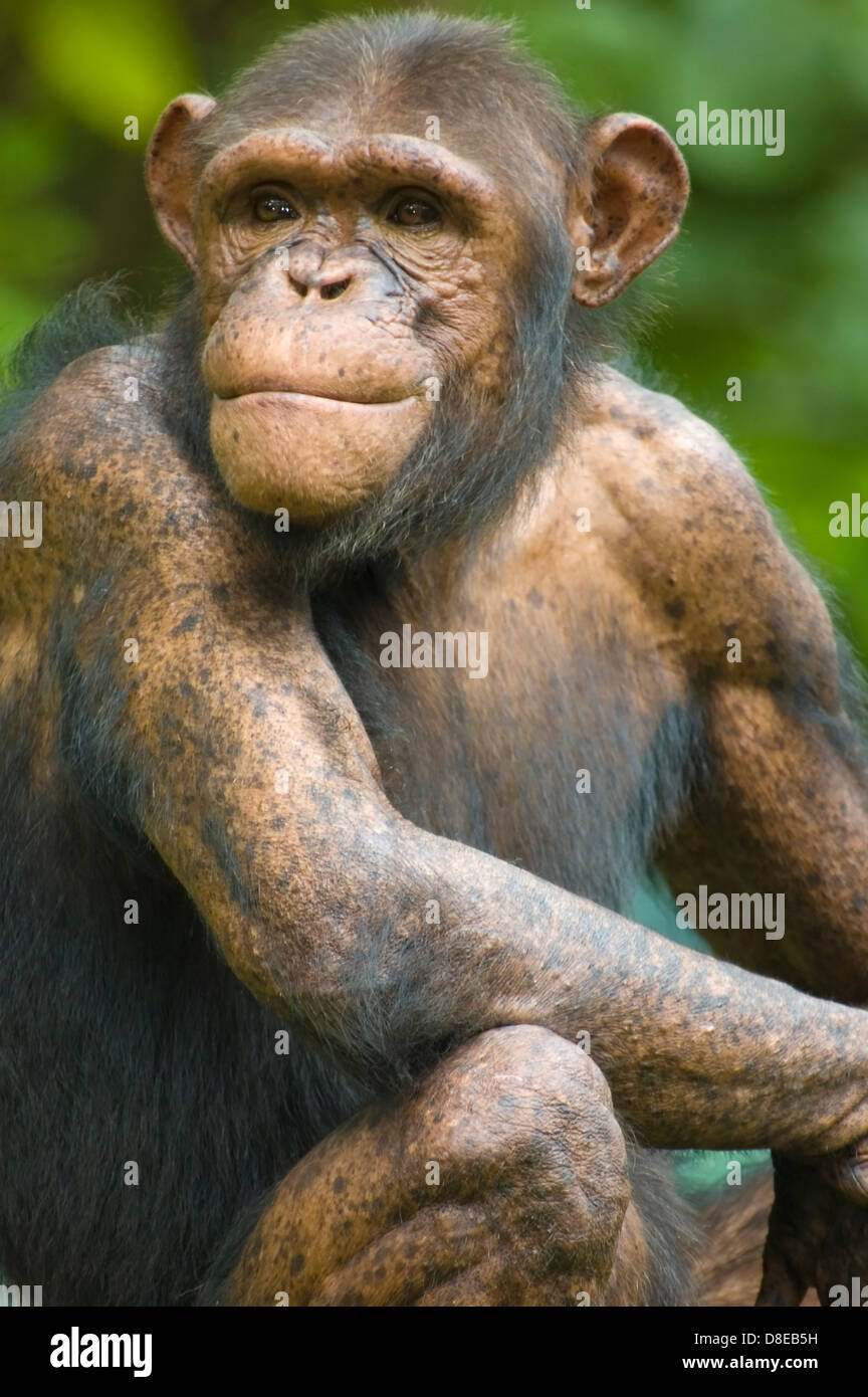 portrait of an old chimpanzee Stock Photo