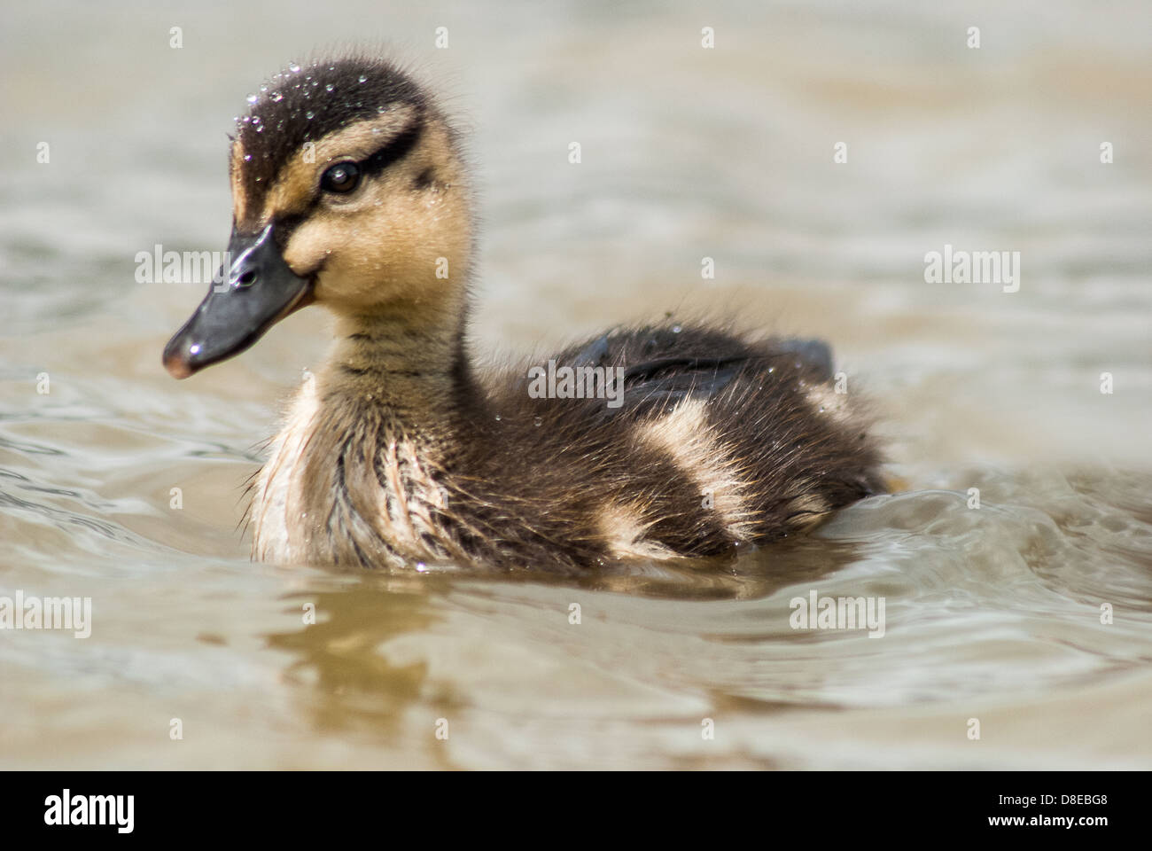 New Forest Duckling Stock Photo