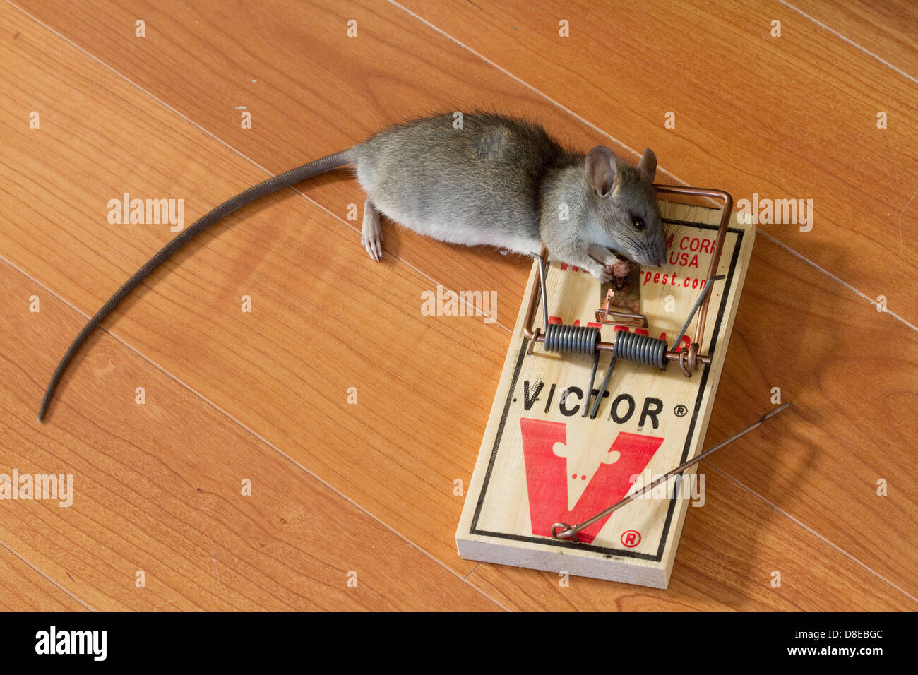Victor Rat Trap, Original