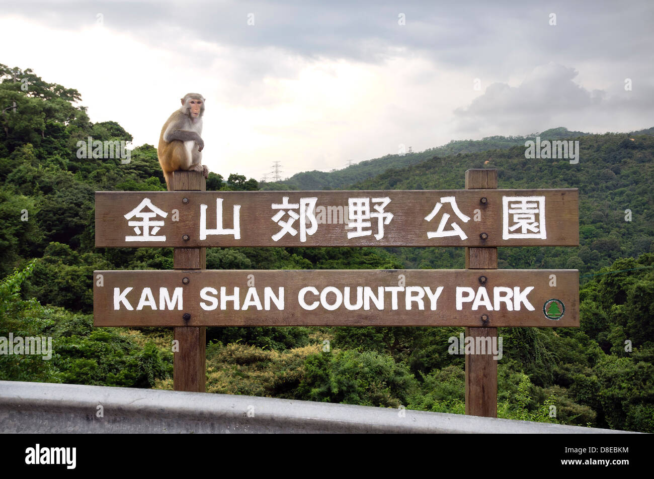Kam Shan Country Park, also known as Monkey Mountain, Hong Kong Stock Photo
