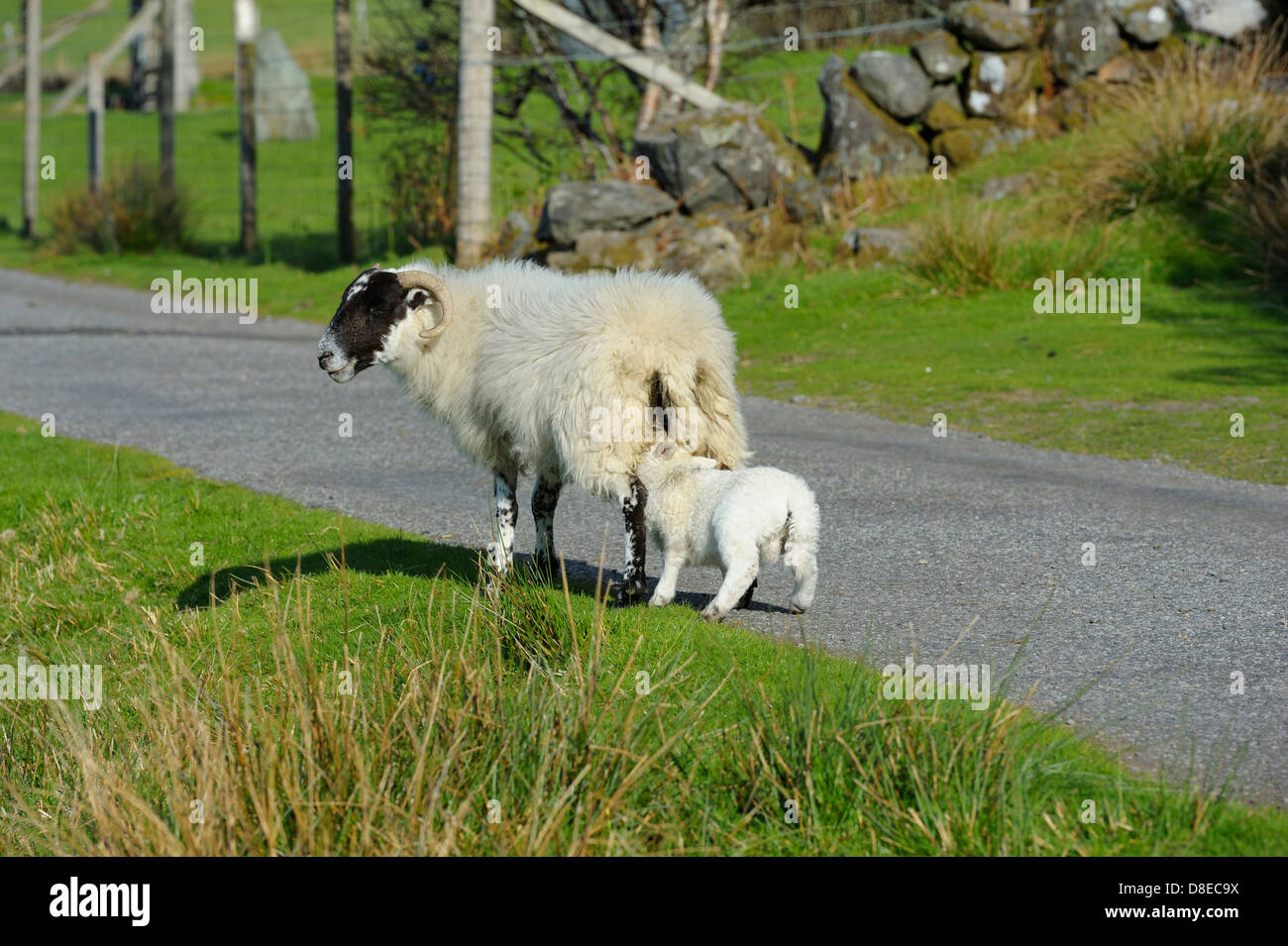 A Young Lamb Feeding Off It s Mother Whilst Roaming Free On The Roads 