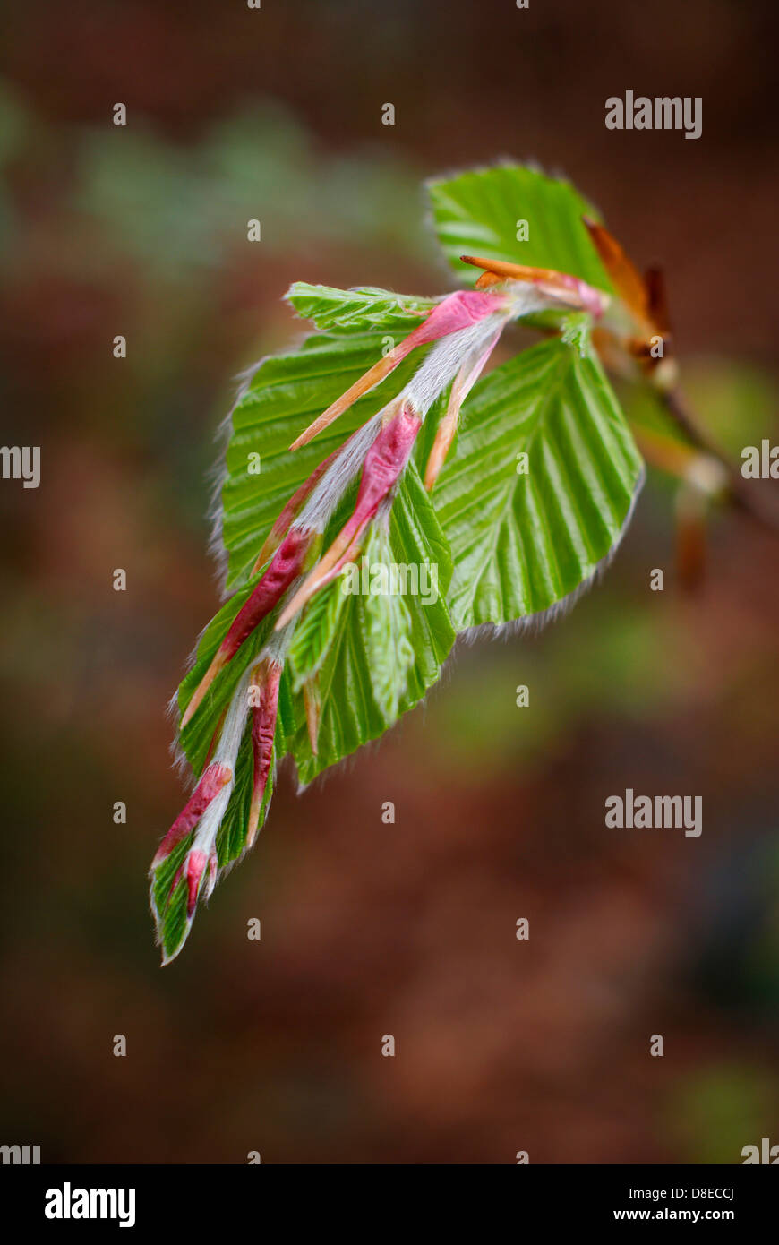 Fresh young Beech leaves emerging and unfurling in Springtime - Fagus sylvatica, European/Common Beech Tree. Stock Photo