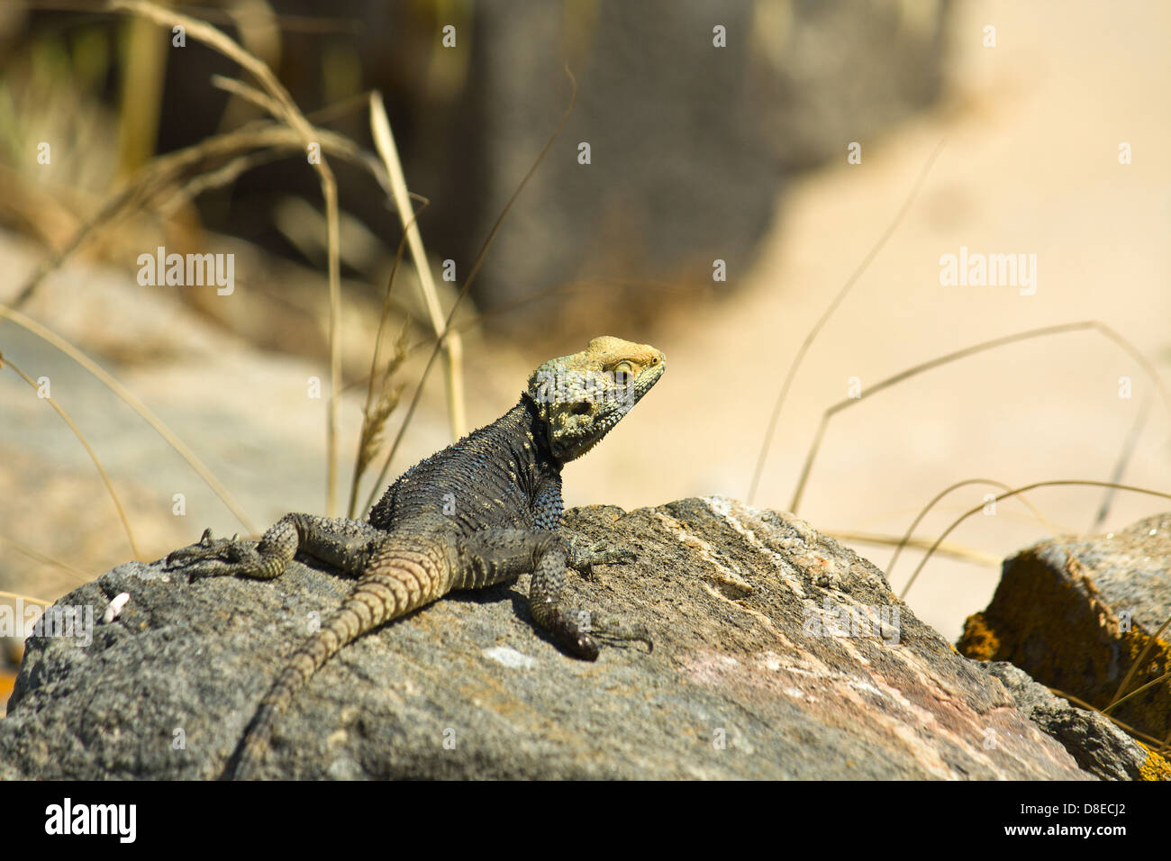 Starred Agama (Laudakia stellio) lizard on a rock at the island of Delos in Greece Stock Photo
