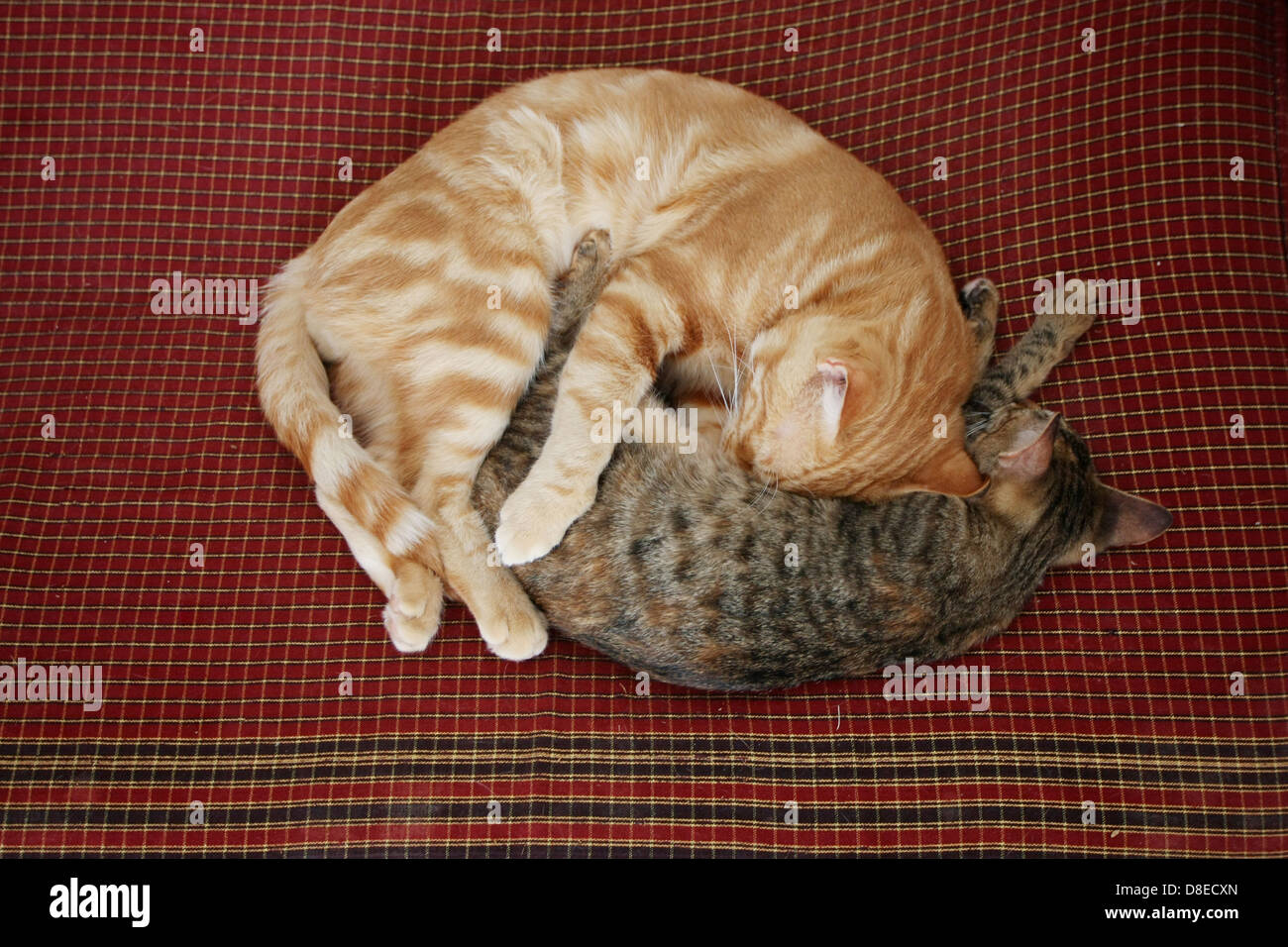 Two cats are sleeping curled up on bedding. Stock Photo