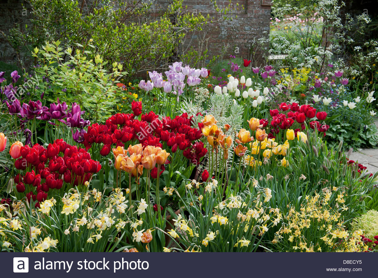 mixed tulips daffodils perennial in containers Stock Photo 56865849