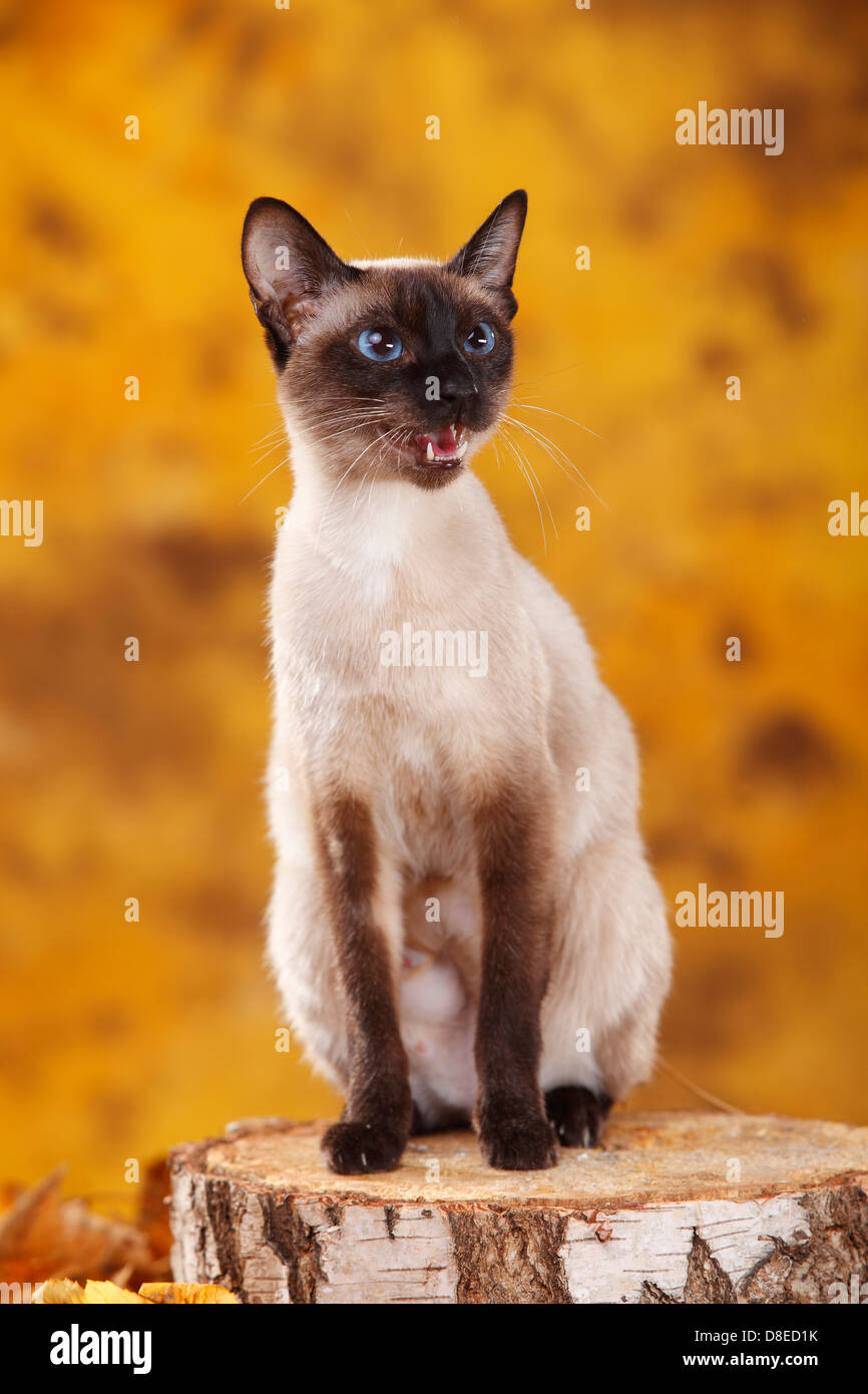 Classic Siamese Cat, sealpoint Siamkatze alter Typ, sealpoint
