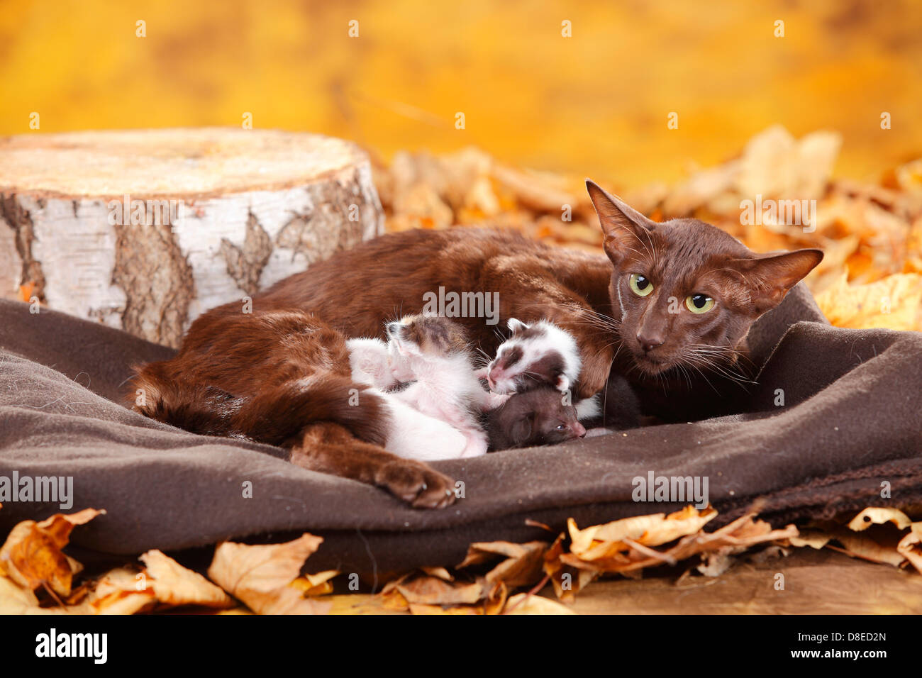 Oriental Shorthair Cat Havana With Kittens 7 Days Chocolate