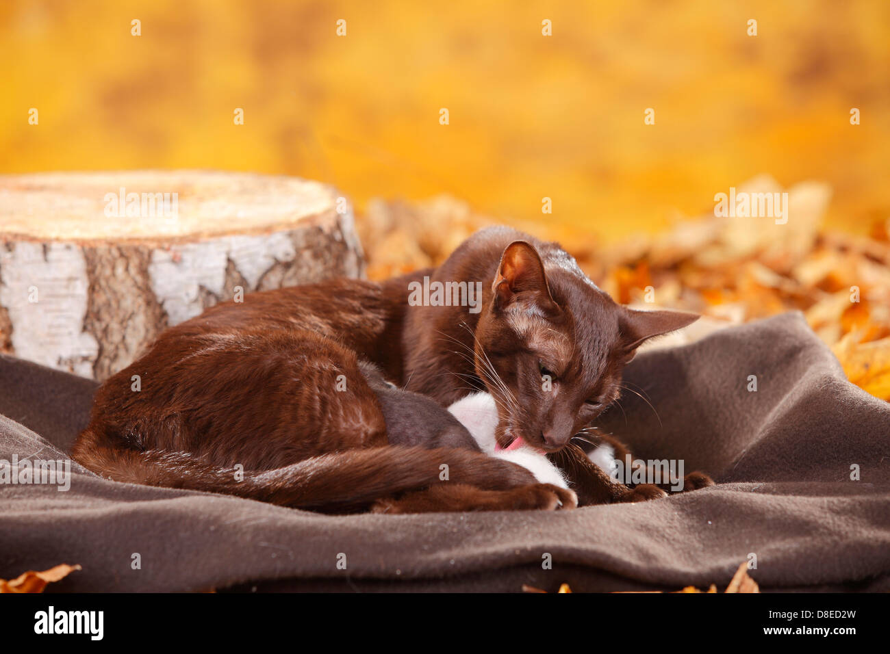 Oriental Shorthair Cat, havana, with kittens, 7 days / chocolate Stock Photo Alamy