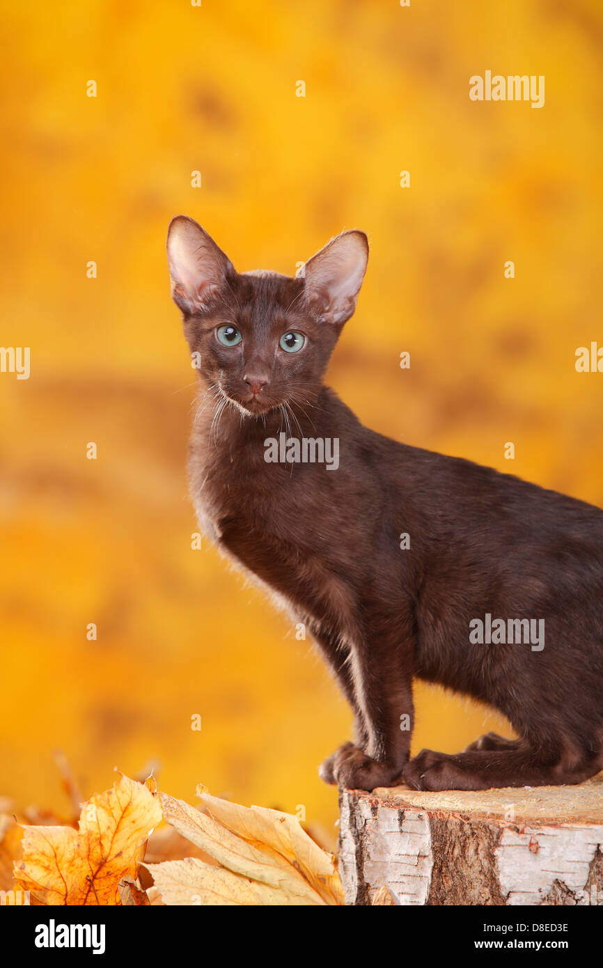 Oriental Shorthair Cat Young Tomcat Havana Chocolate Stock