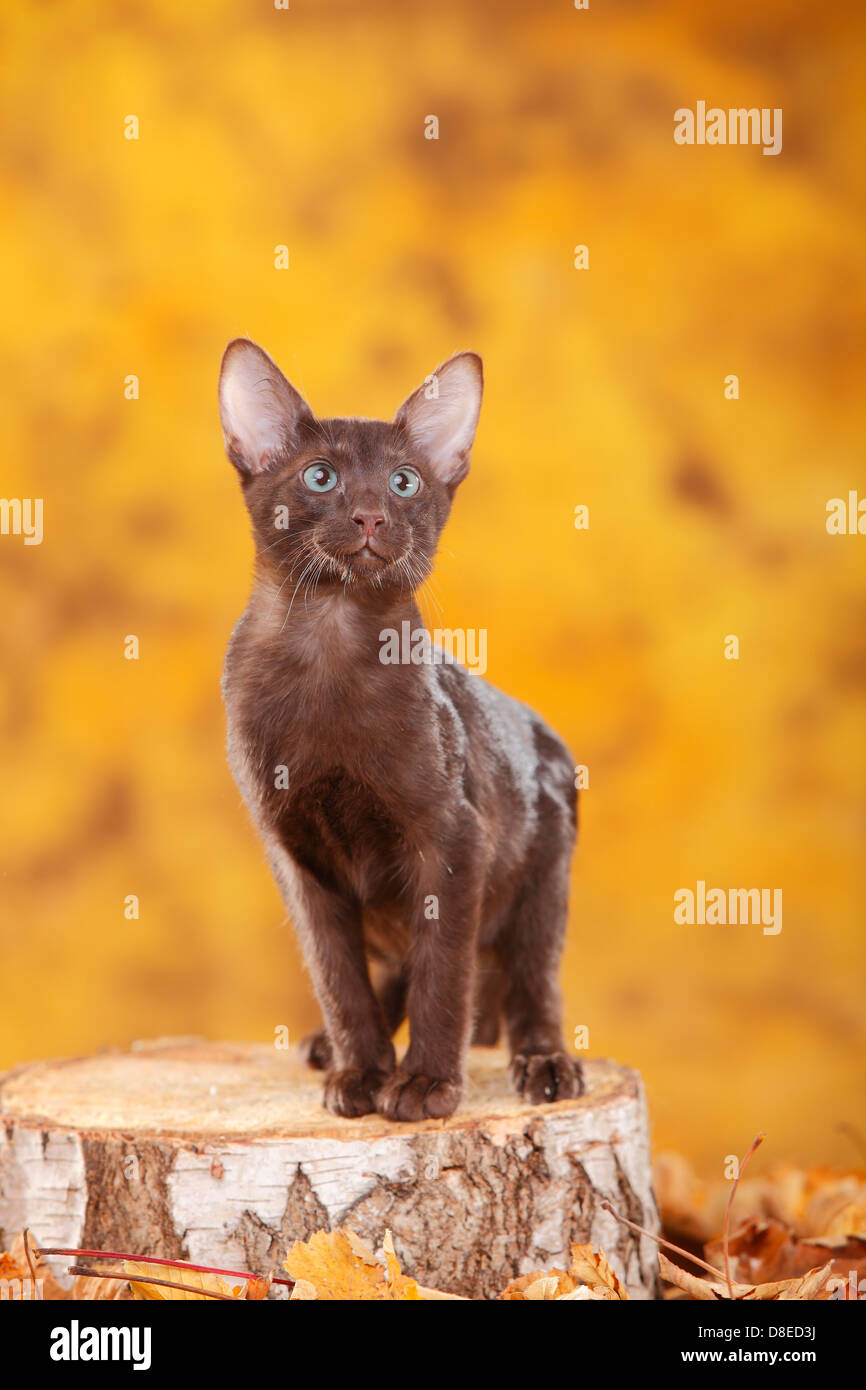 Oriental Shorthair Cat Young Tomcat Havana Chocolate Stock