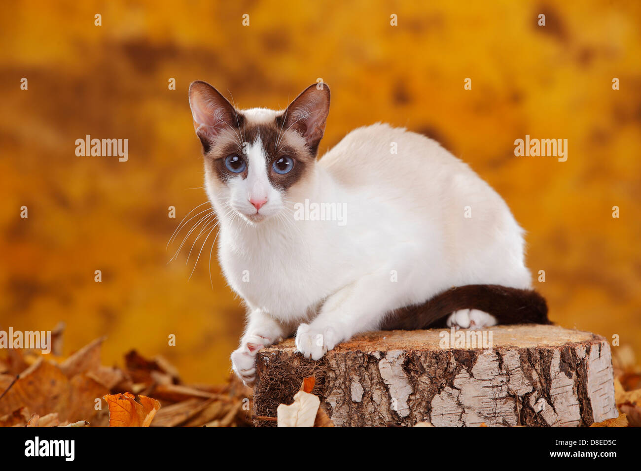 Siamese Cat Seychellois Chocolate Point White Siamkatze Stock