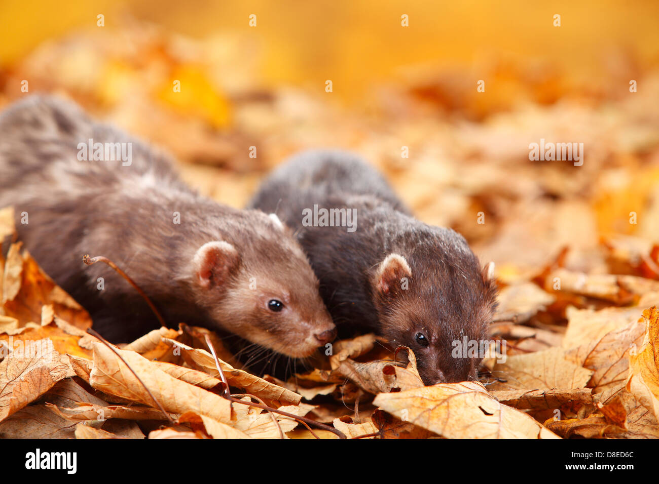 Ferrets / (Mustela putorius forma domestica) / autumn foliage |Frettchen / (Mustela putorius forma domestica) / Herbstlaub Stock Photo