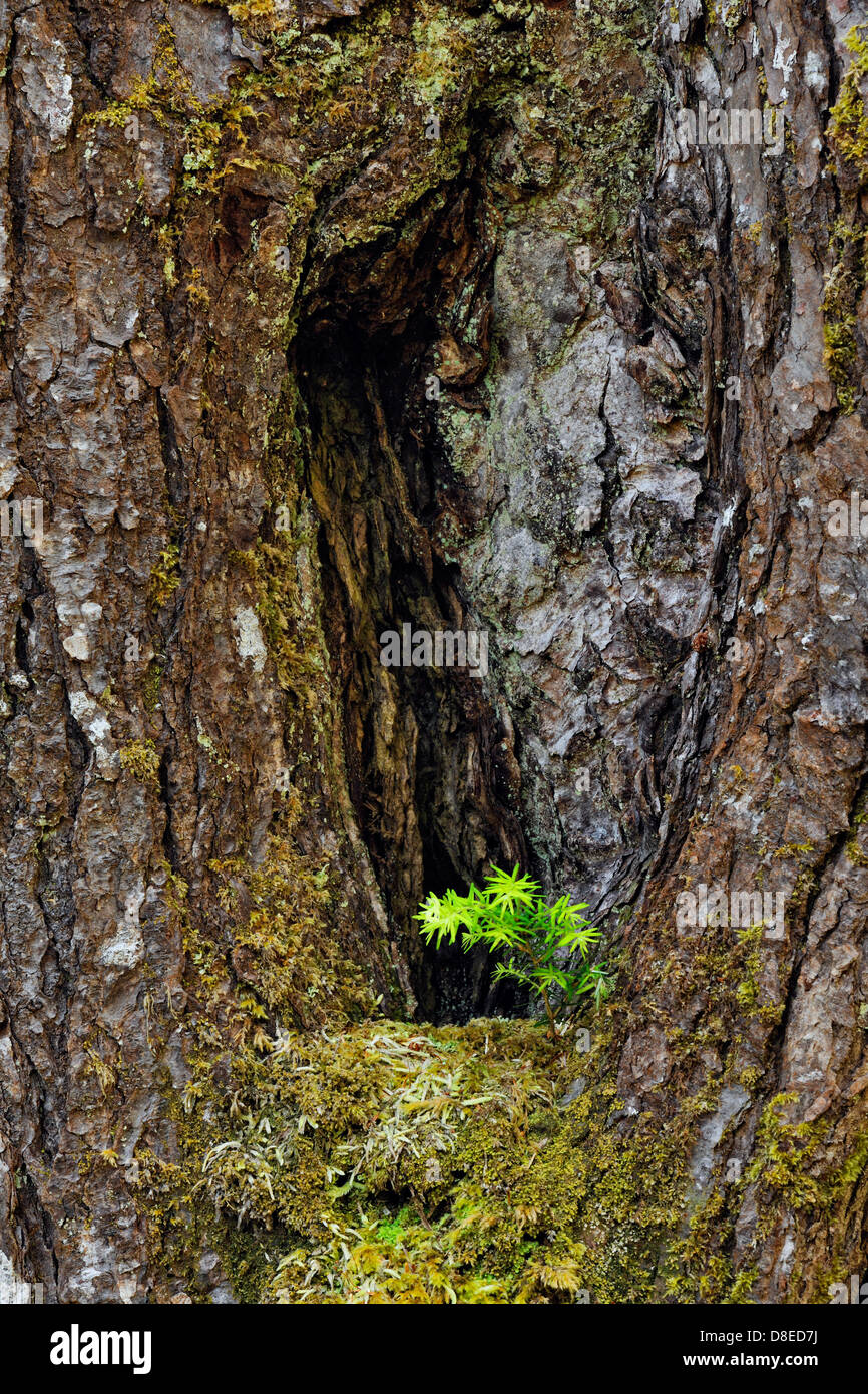 Sitka spruce tree trunk with moss and seedling Haida Gwaii Queen Charlotte Islands Gwaii Haanas National Park BC Canada Stock Photo