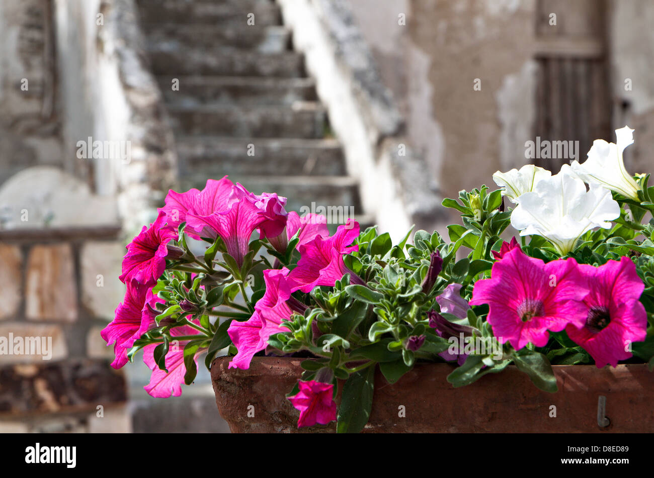 Flowers at the garden of an old stone house in a Greek island Stock ...