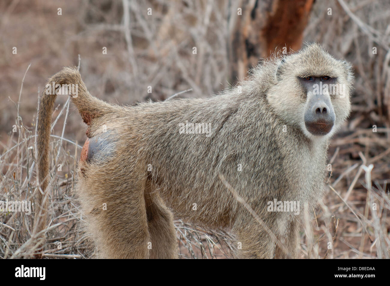 Hunting Monkeys High Resolution Stock Photography and Images Alamy