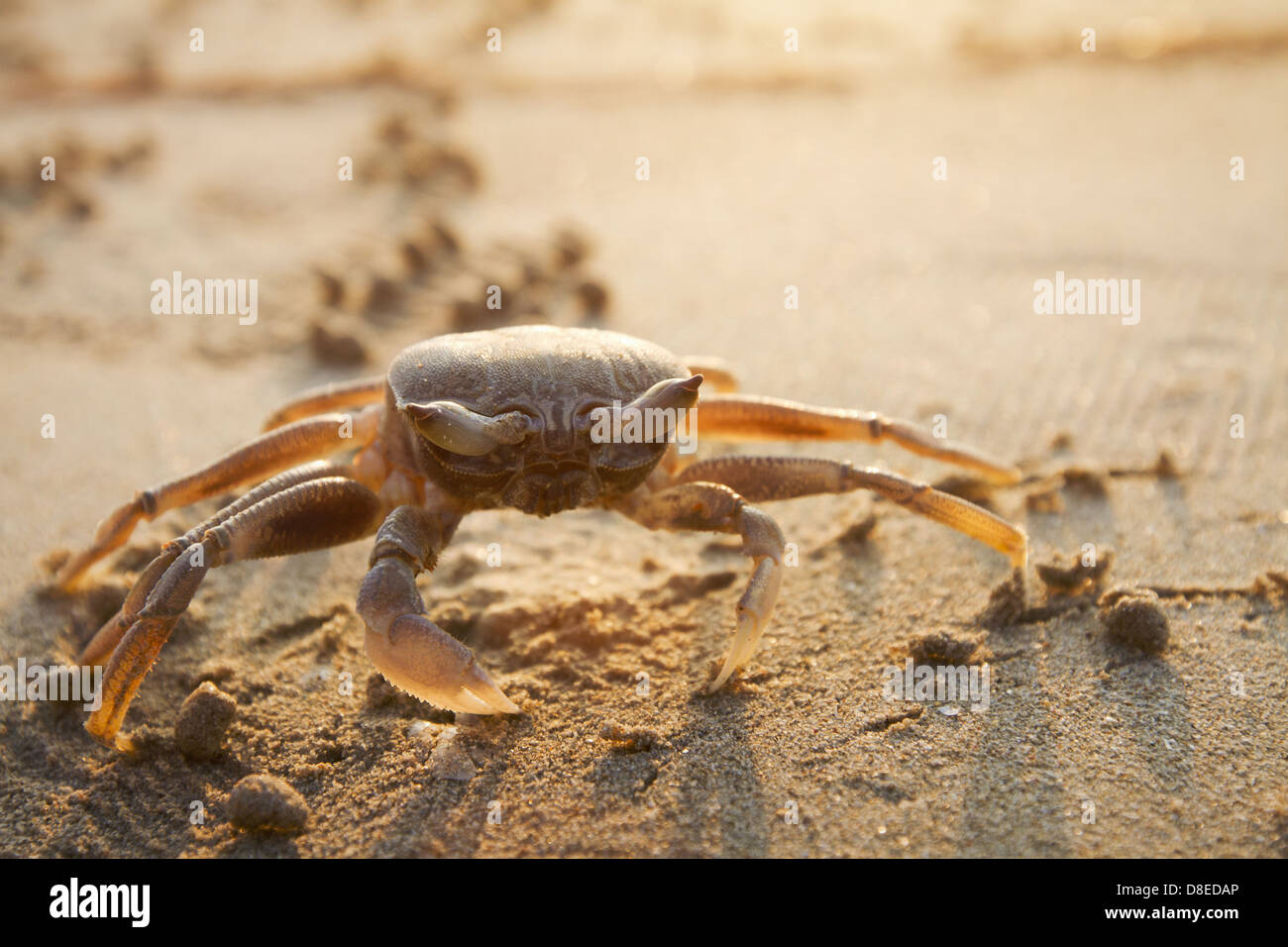 Big Crab On Beach At Sunset Stock Photo - Alamy