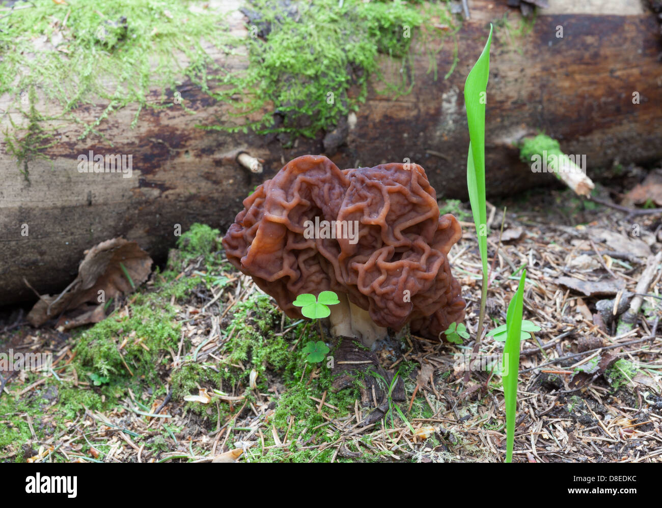 False morel mushroom hires stock photography and images Alamy