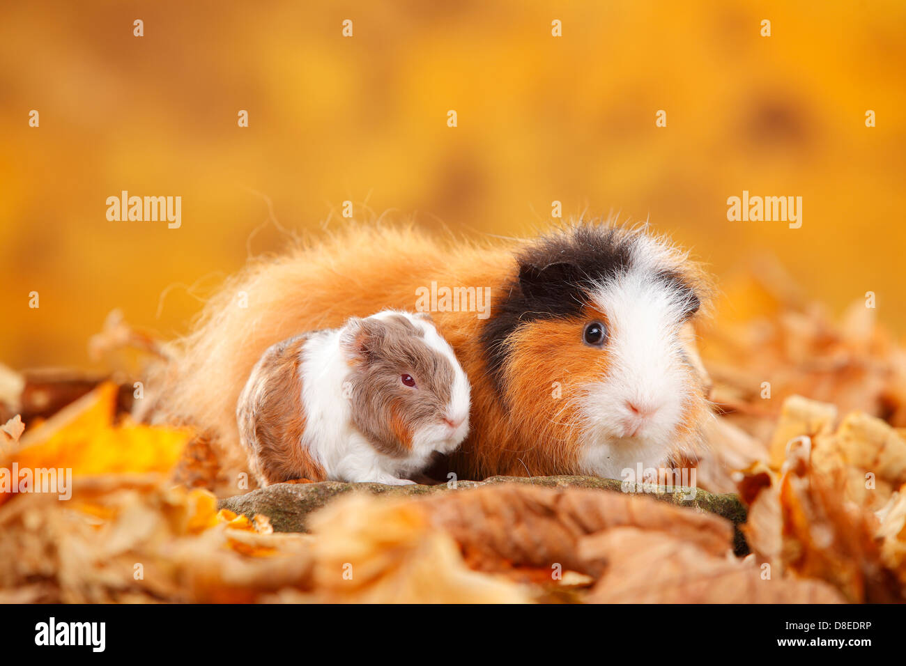 CH Teddy Guinea Pigs, female with young, tortie-white and slateblue-gold-white / Swiss Teddy Guinea Pig Stock Photo
