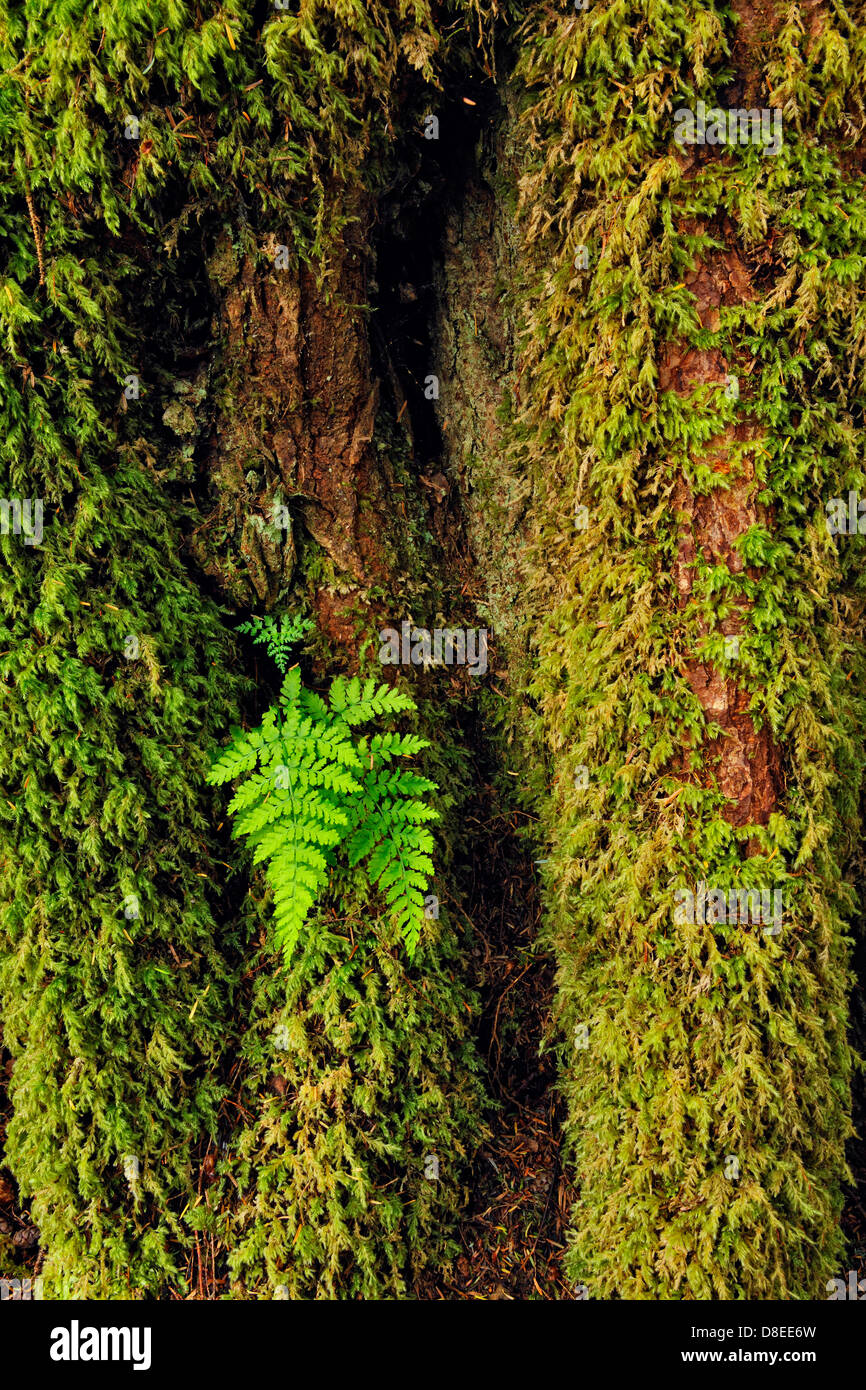 Ferns and mosses on a sitka spruce tree trunk Haida Gwaii, Queen Charlotte Islands, British Columbia, Canada Stock Photo