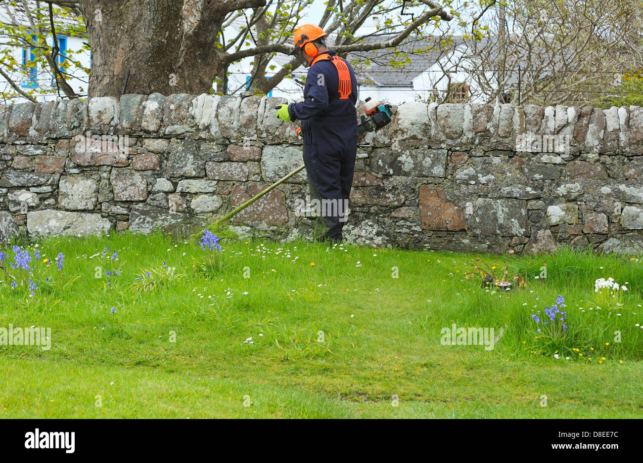 A Gardener man using a strimmer   strimming around wildflowers and stone wall. Stock Photo