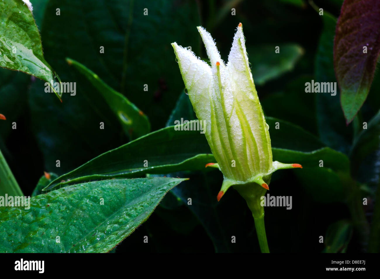 ivy gourd flower Stock Photo