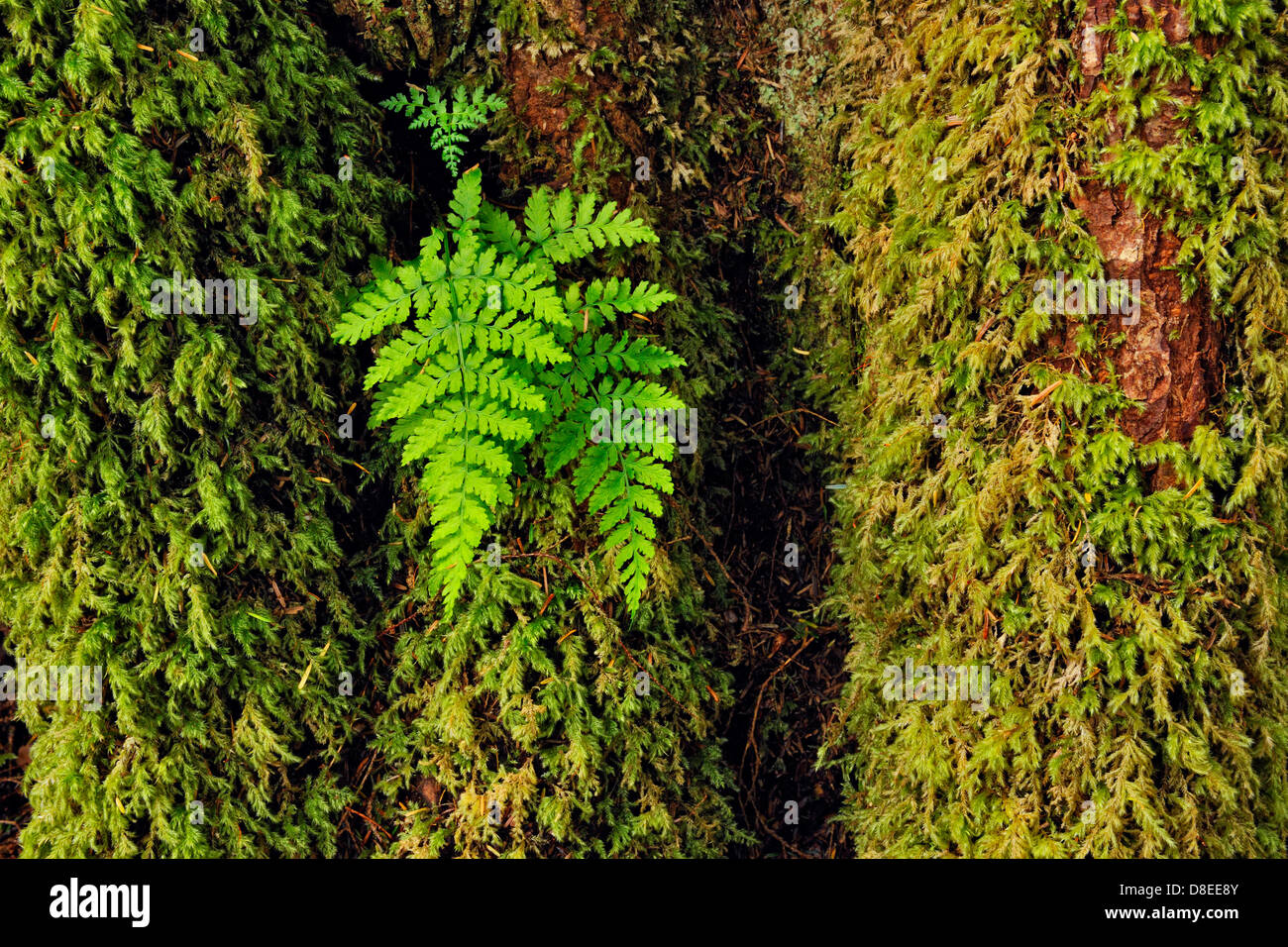 Ferns and mosses on a sitka spruce tree trunk Haida Gwaii, Queen Charlotte Islands, British Columbia, Canada Stock Photo