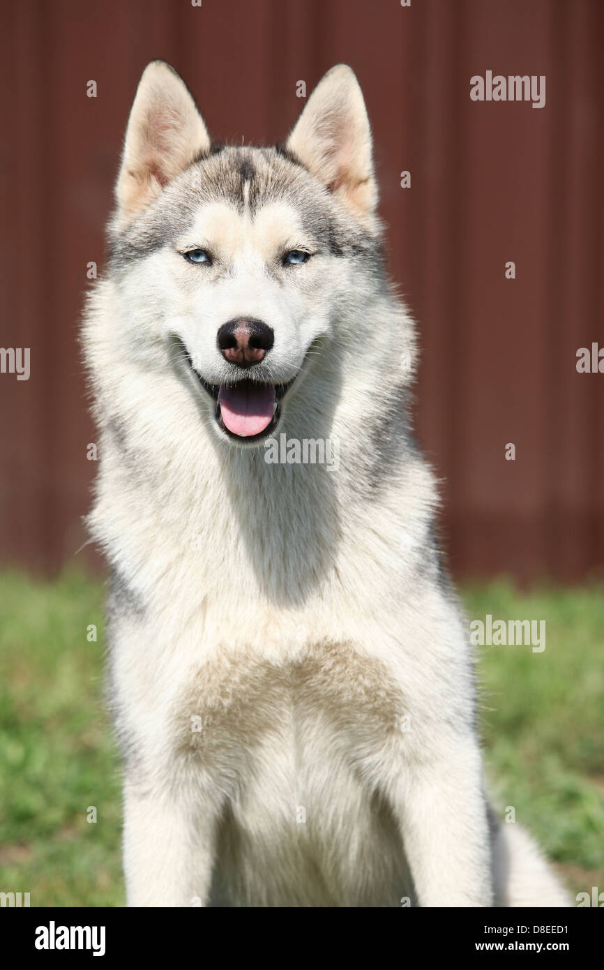 Portrait of smiling Siberian husky in front of brown fence Stock Photo