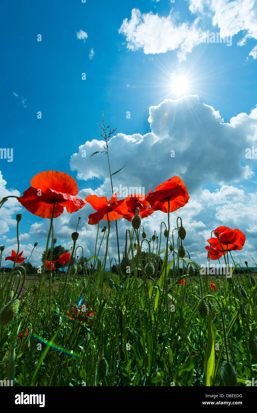 poppy flowers in a field Stock Photo - Alamy