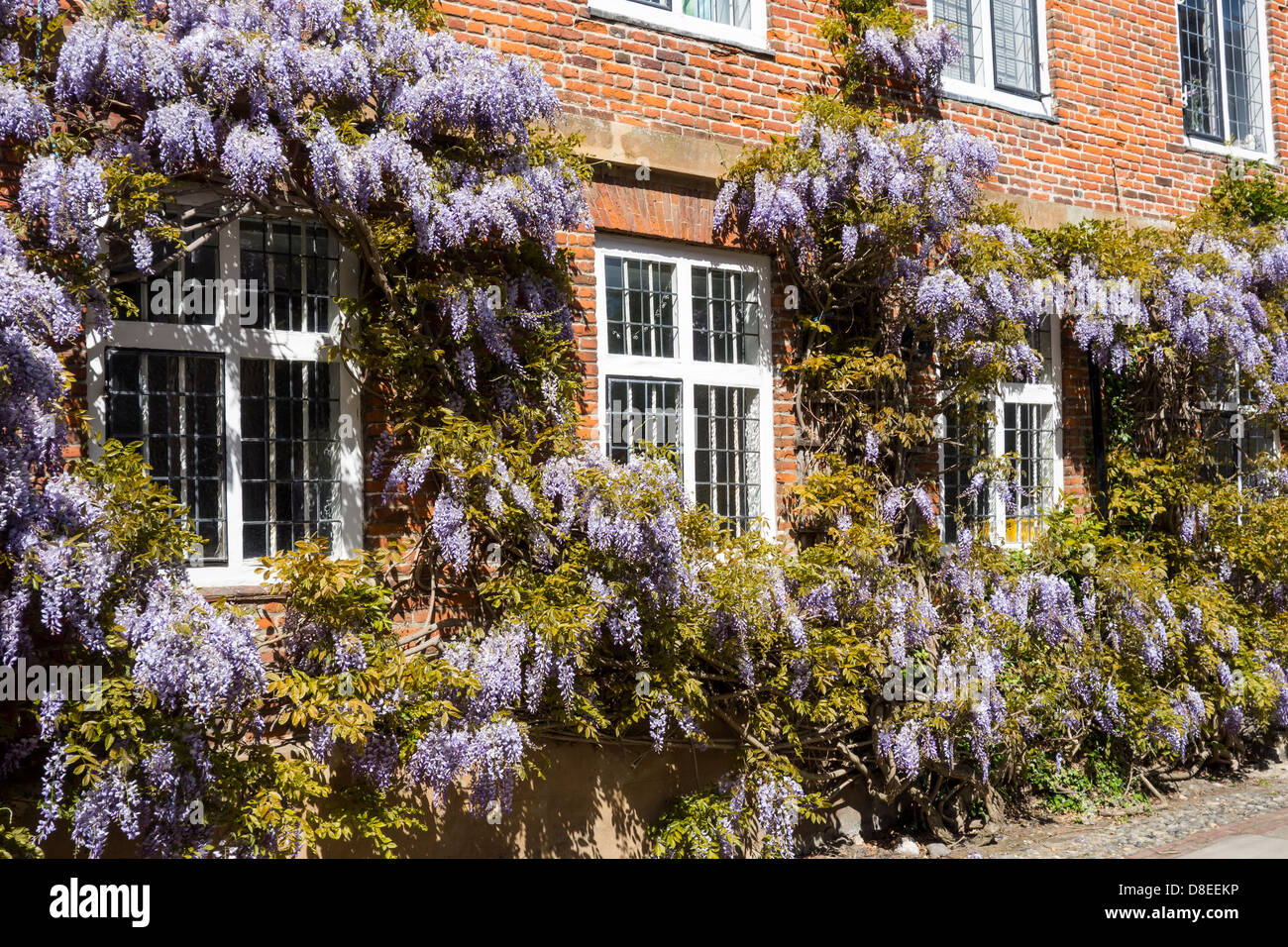 Wisteria climber in flower. Spring Stock Photo
