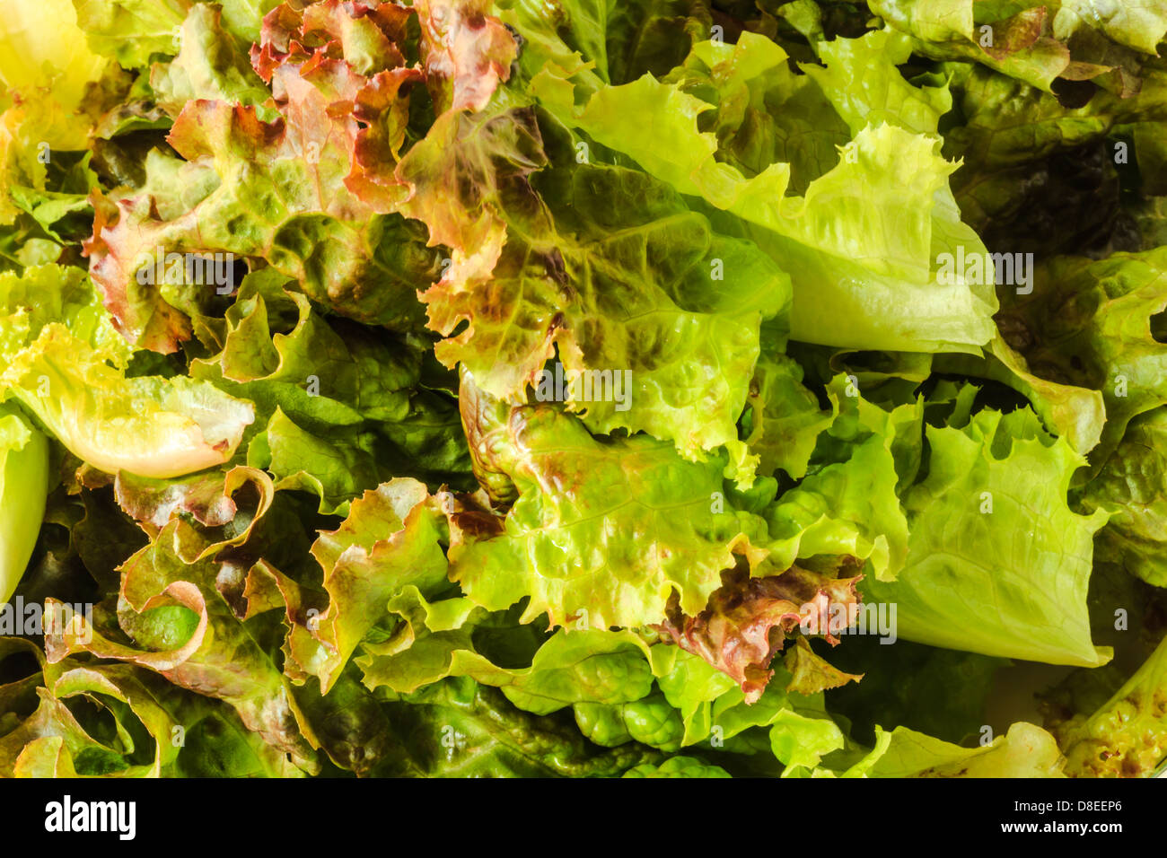 green and red lettuce Stock Photo Alamy