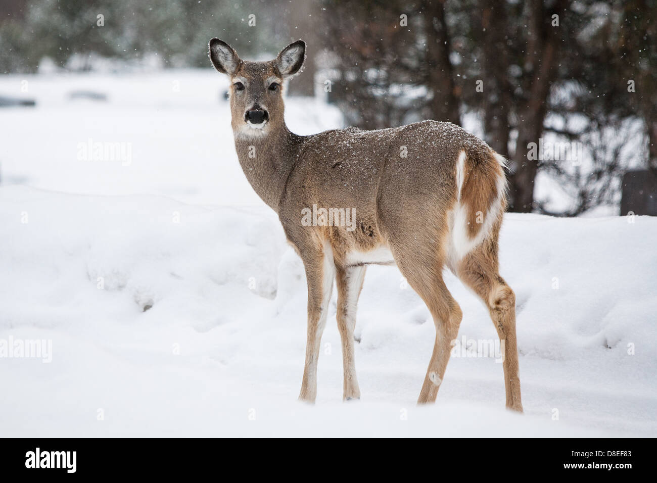 A wild deer in a park on a cold winter's day in Fargo, North Dakota