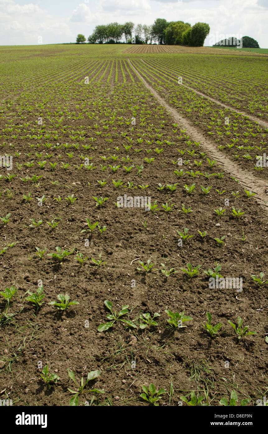 Conservation tillage hires stock photography and images Alamy
